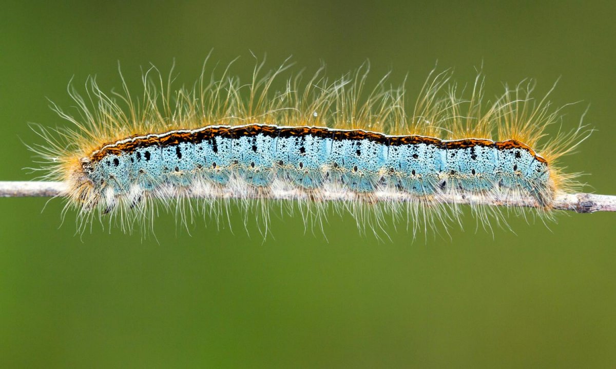 Мохнатая гусеница Кайя