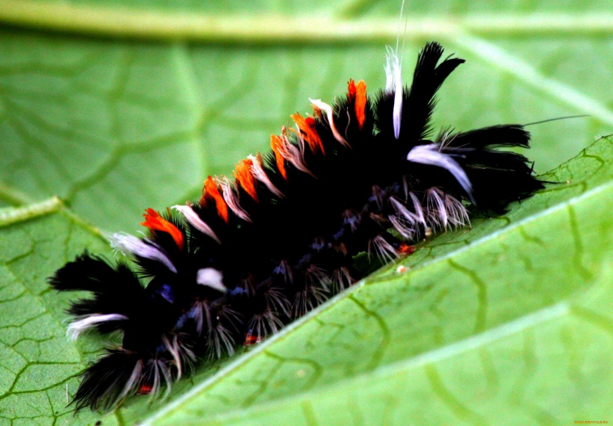 Гусеница волосатик бабочка
