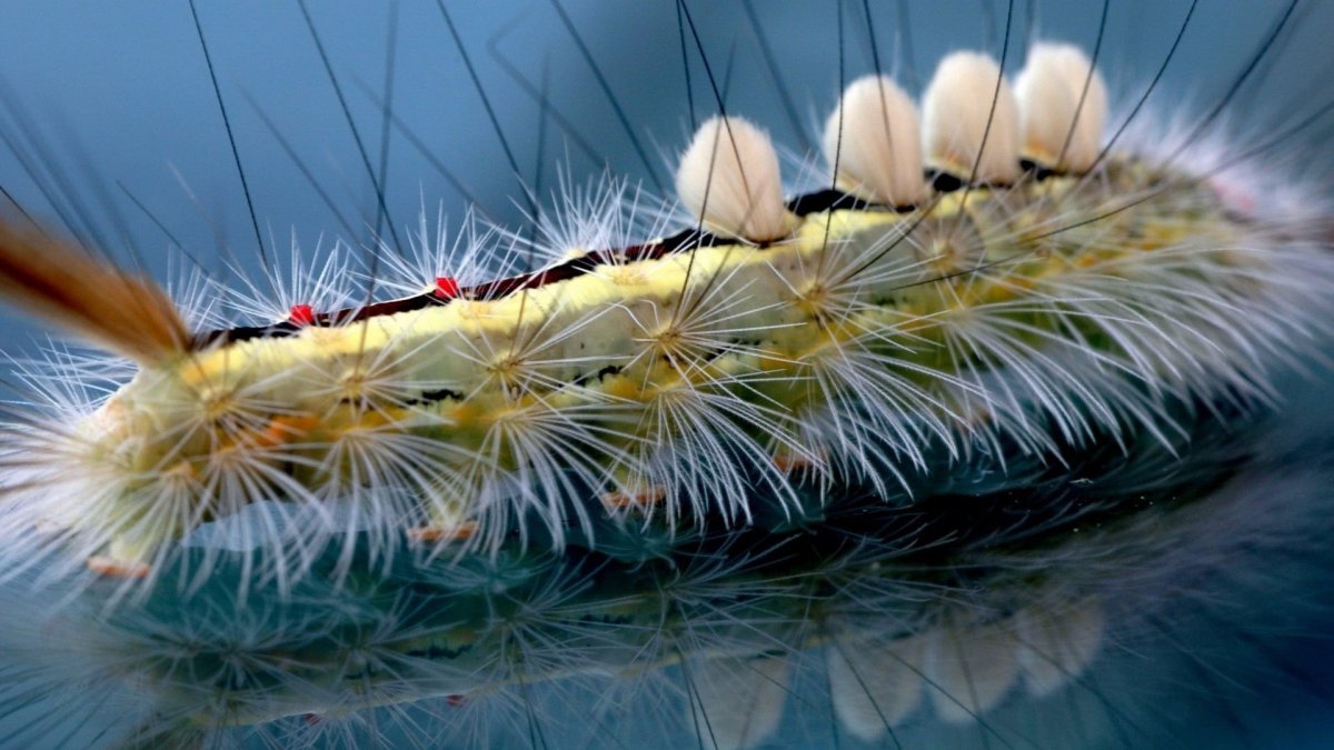 Волосатая гусеница моли-кокетки