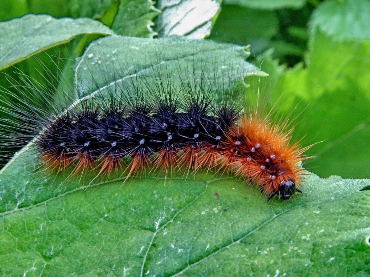 Гусеница бабочки Медведица-Кайя