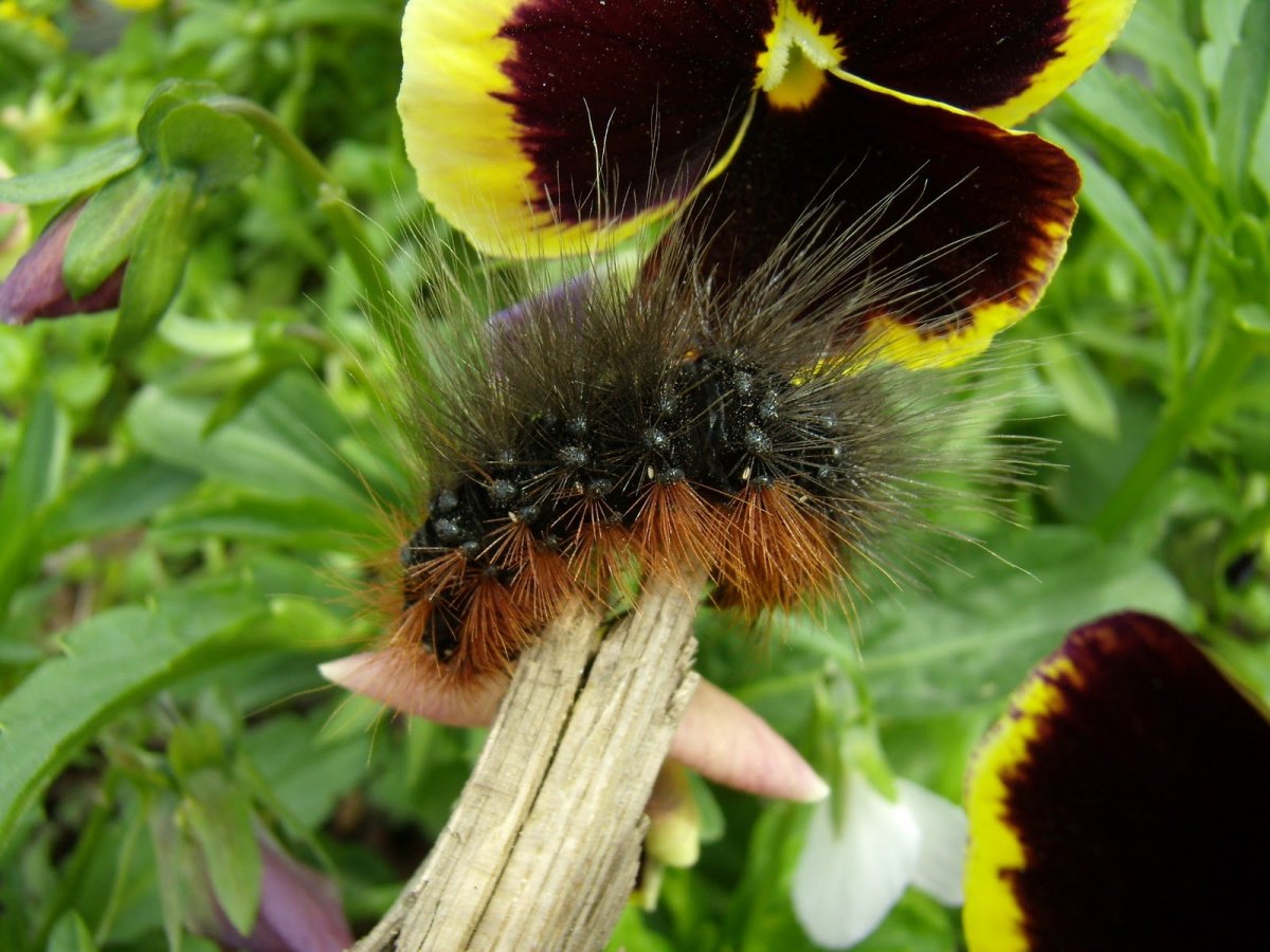 Стрельчатка Кленовая гусеница