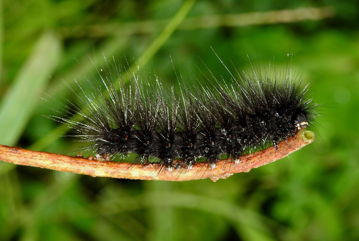 Гусеница с желтыми кисточками на спине