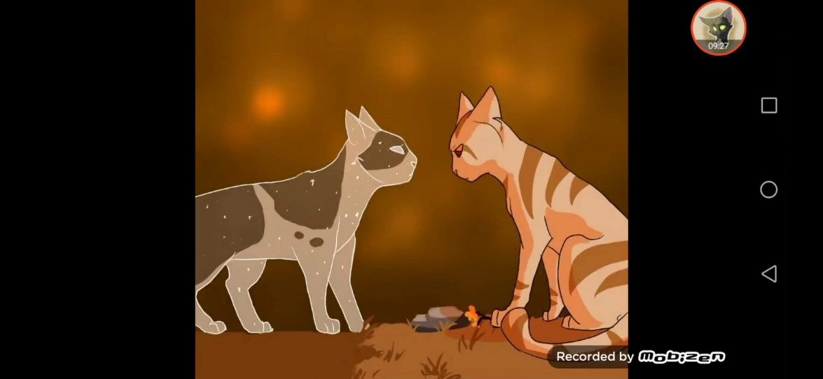 Longtail коты Воители