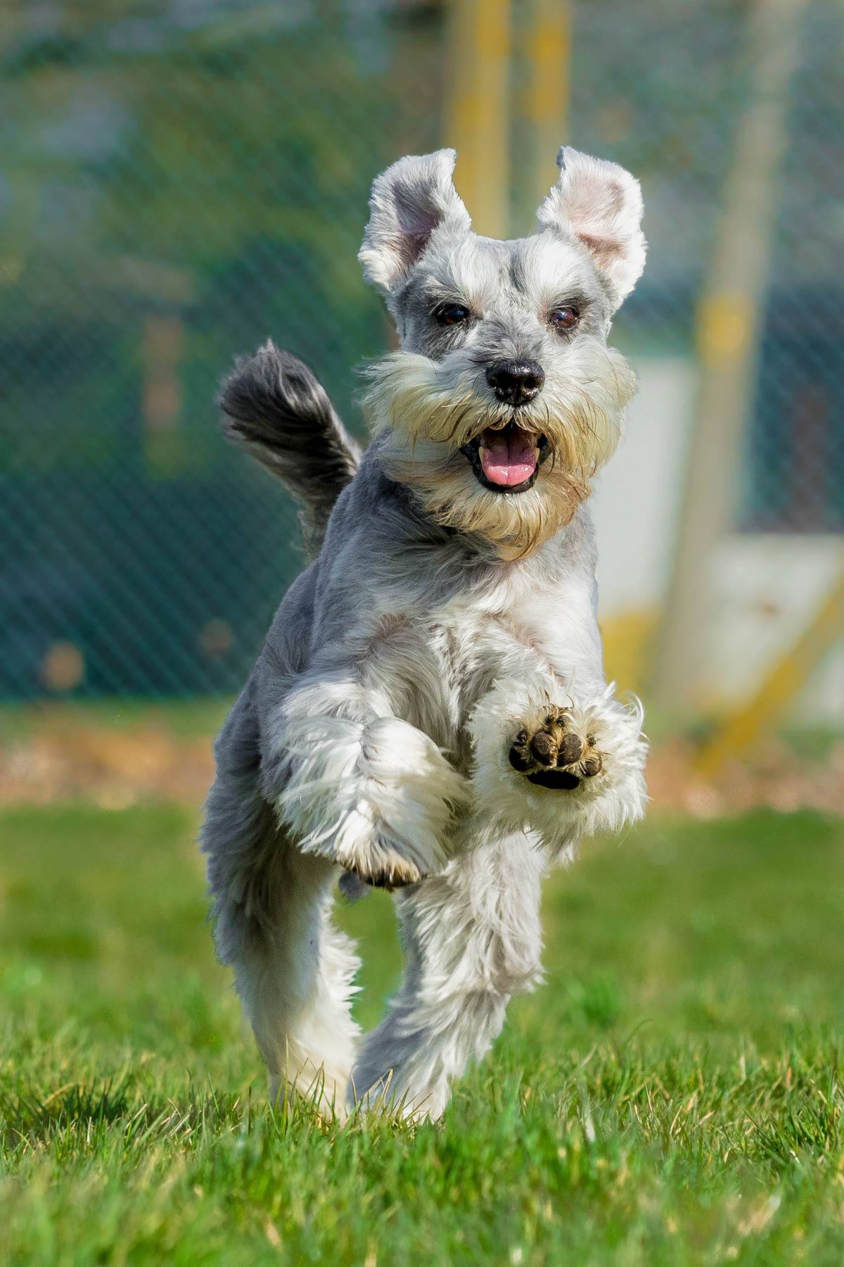 Цверг терьер