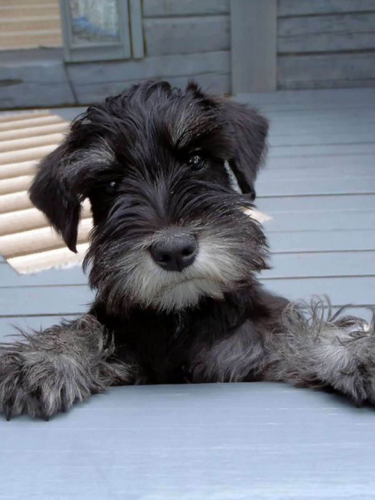 Цвергшнауцер и цветы