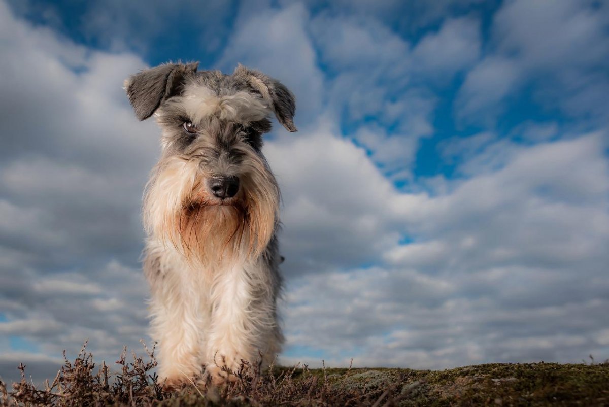 Пшеничный шнауцер