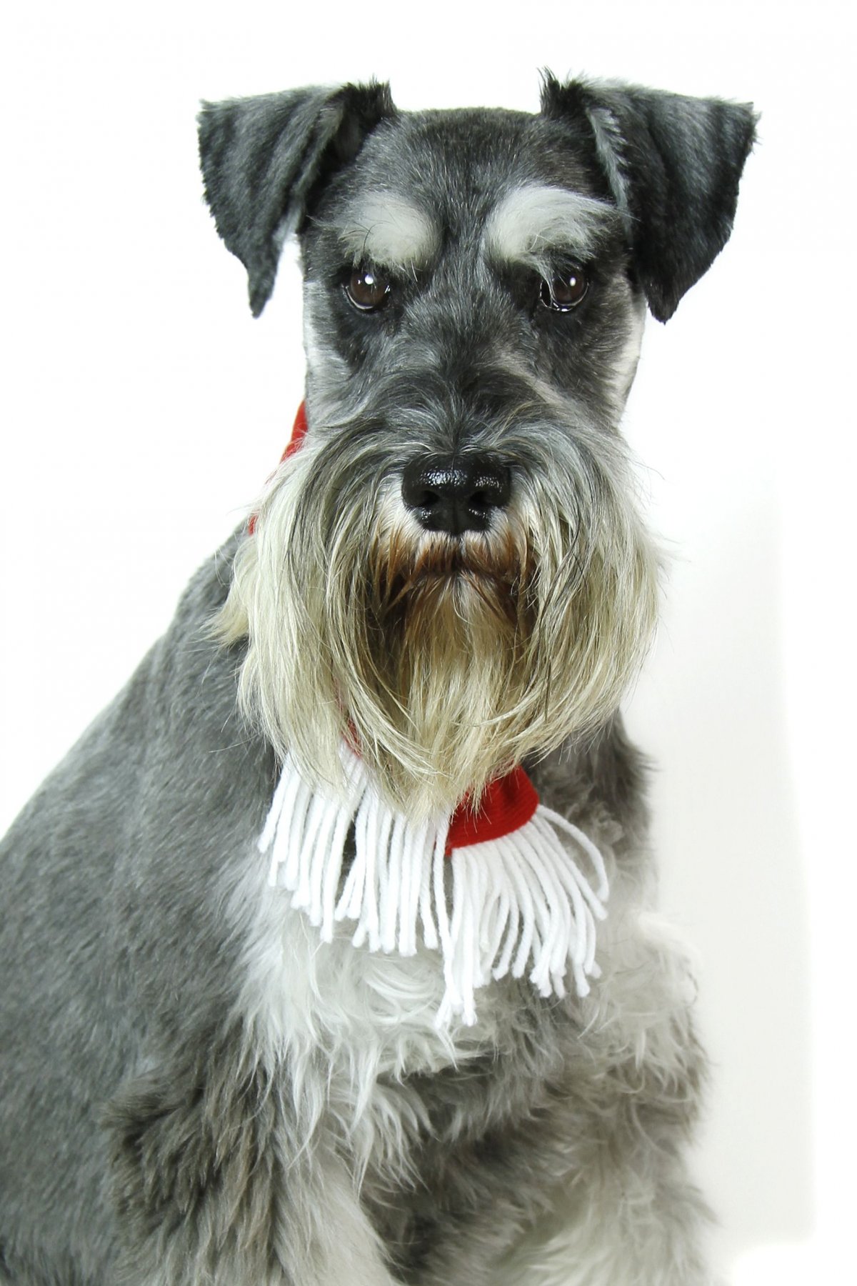 Кокер микро шнауцер