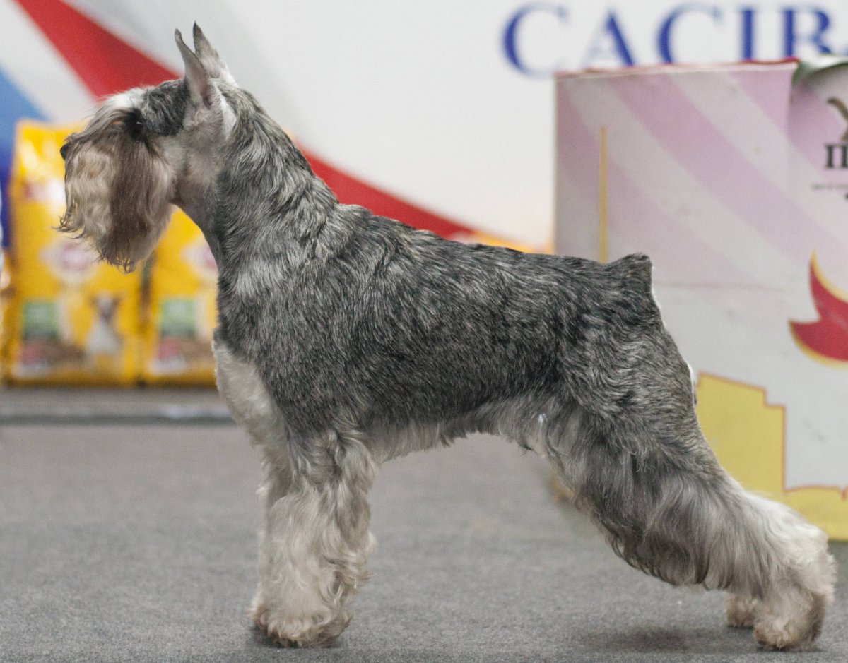 Ризер шнауцер белый