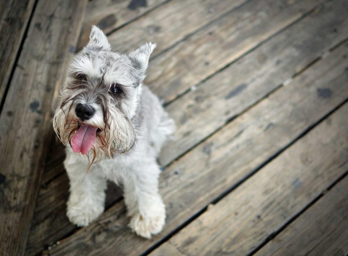 Белый цверг