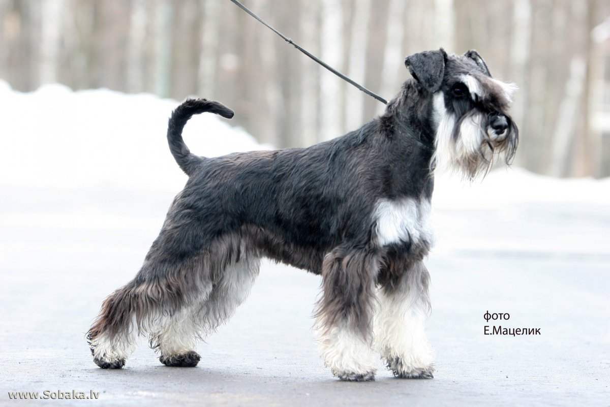 Цвергшнауцер Женевьева