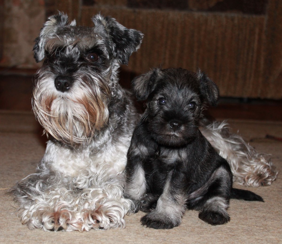 Порода собак Цвергшнауцер