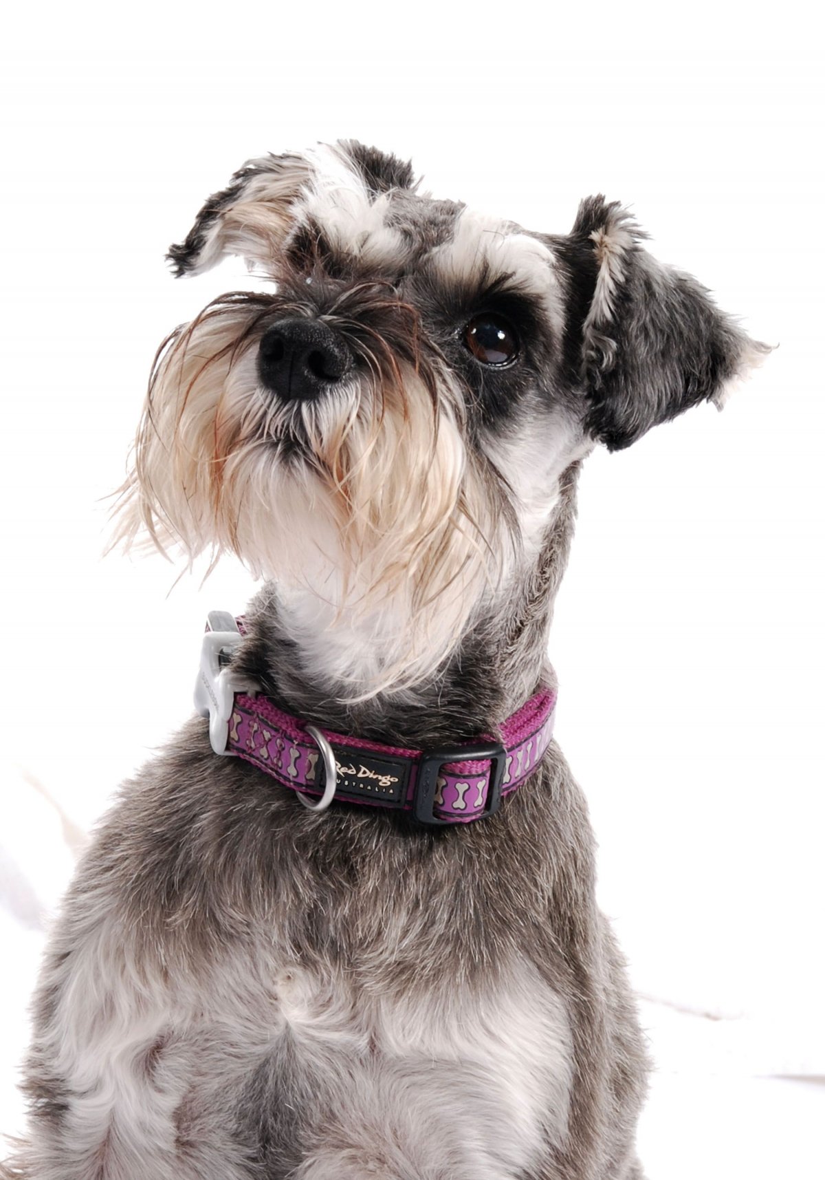 Шнауцер Миттельшнауцер