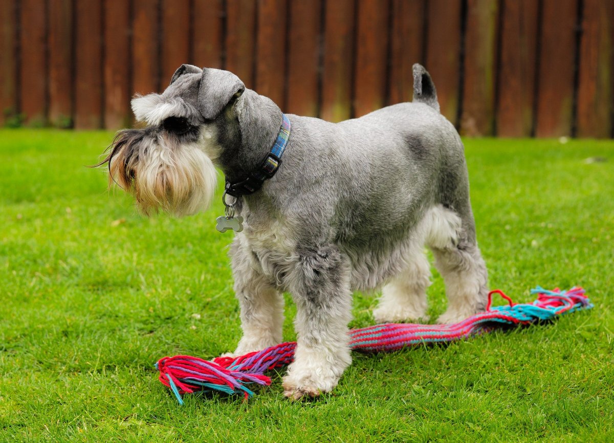 Порода собак Цвергшнауцер