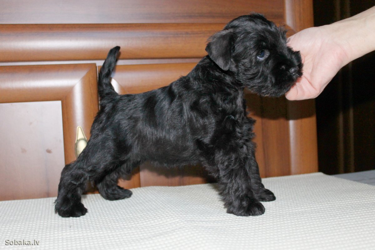 Цвергшнауцер терьер