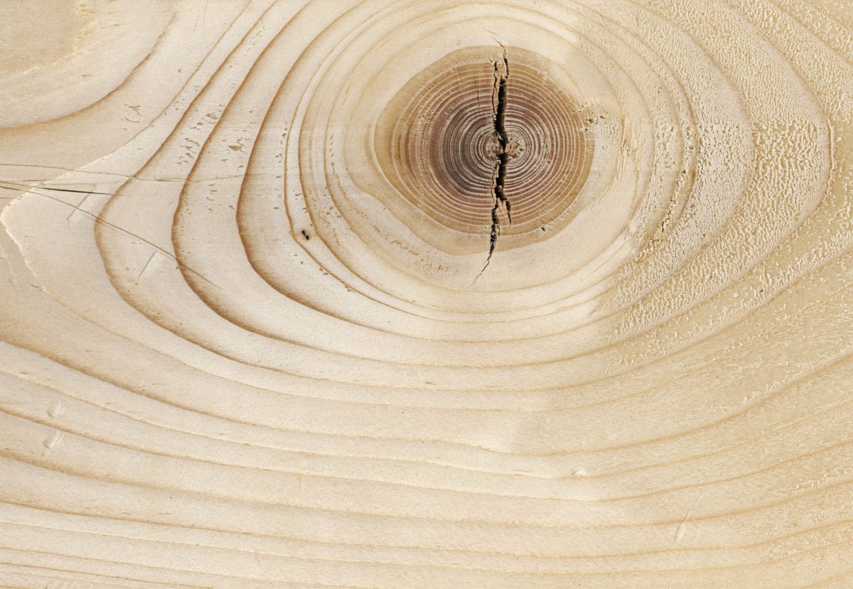 Торец фанеры текстура