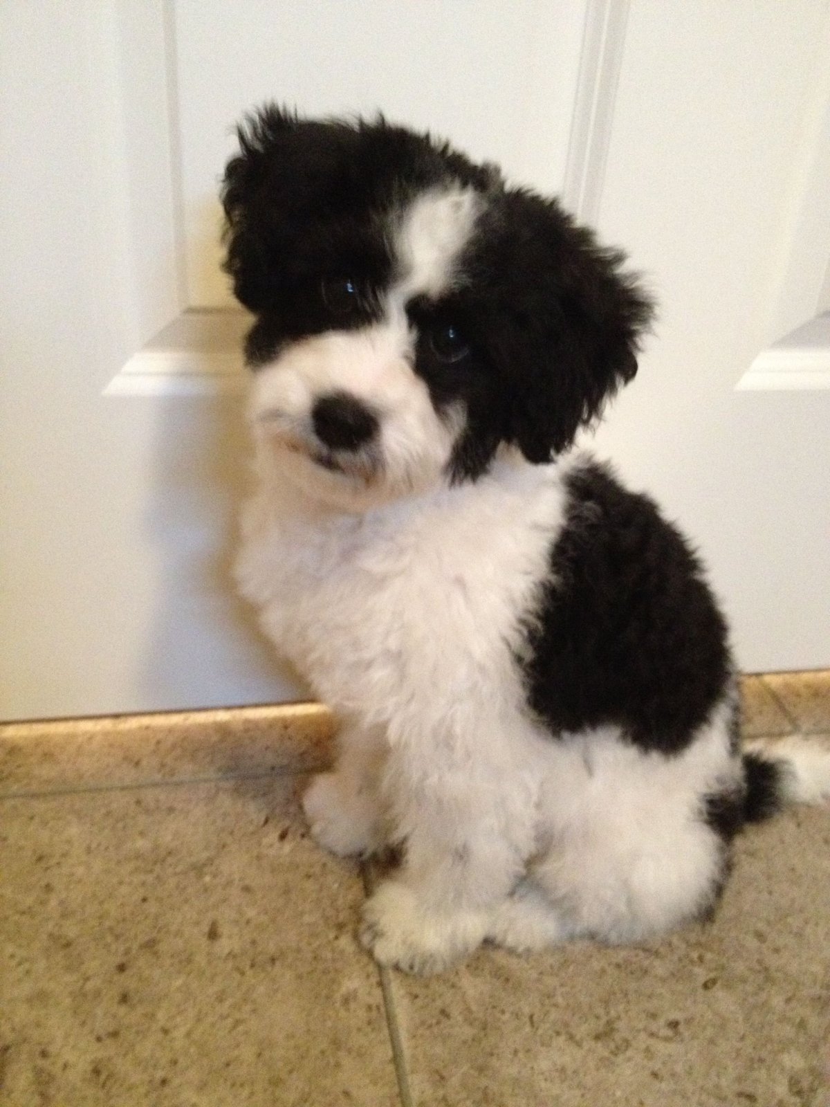 Пудель терьер