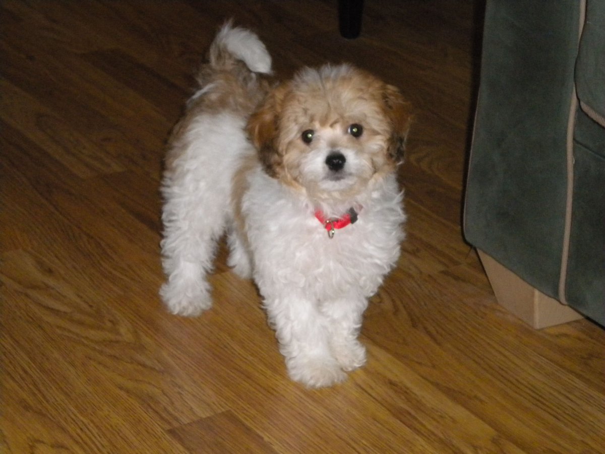 Смесь Бишон фризе