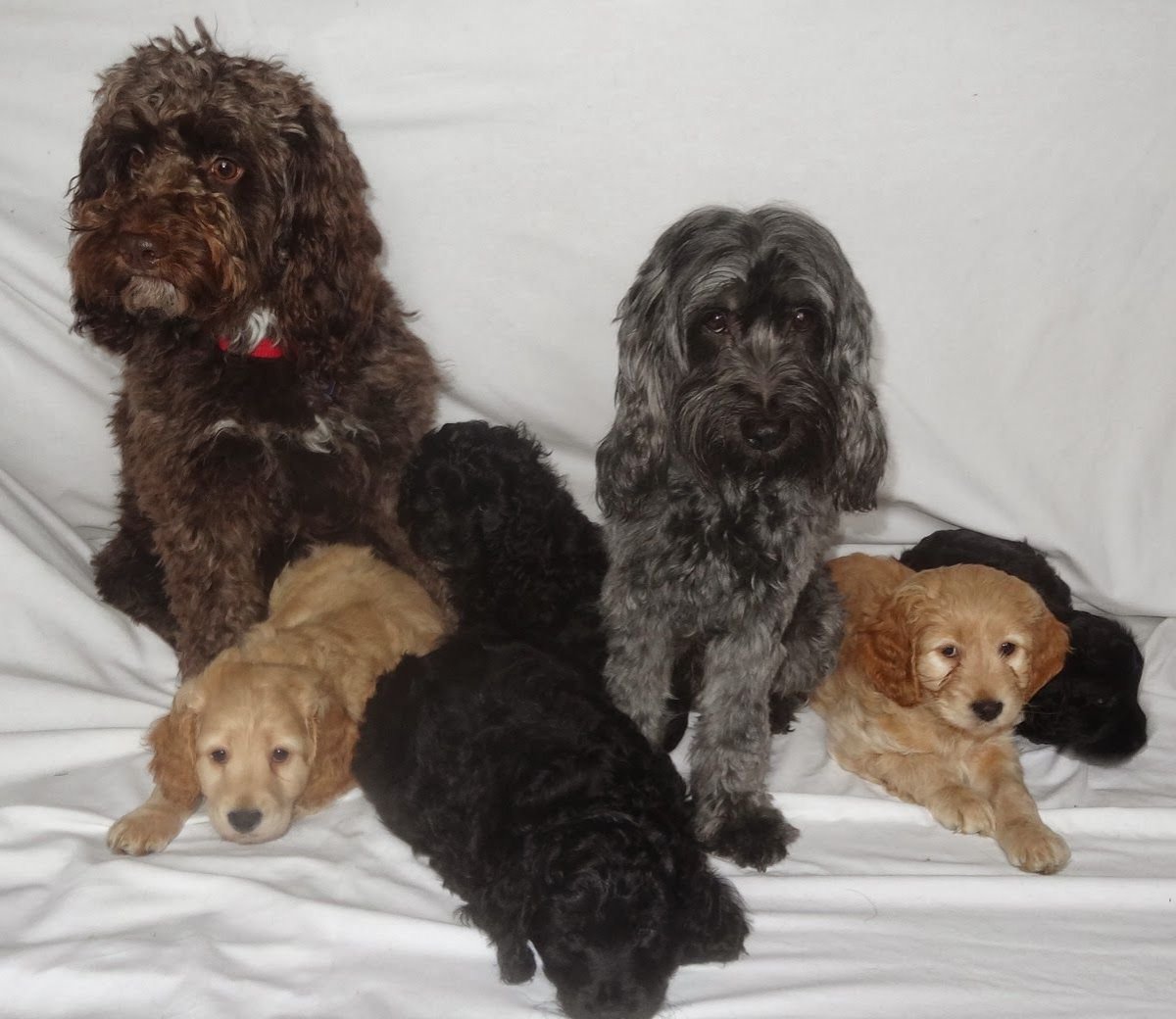 Мальтийский пудель карликовый