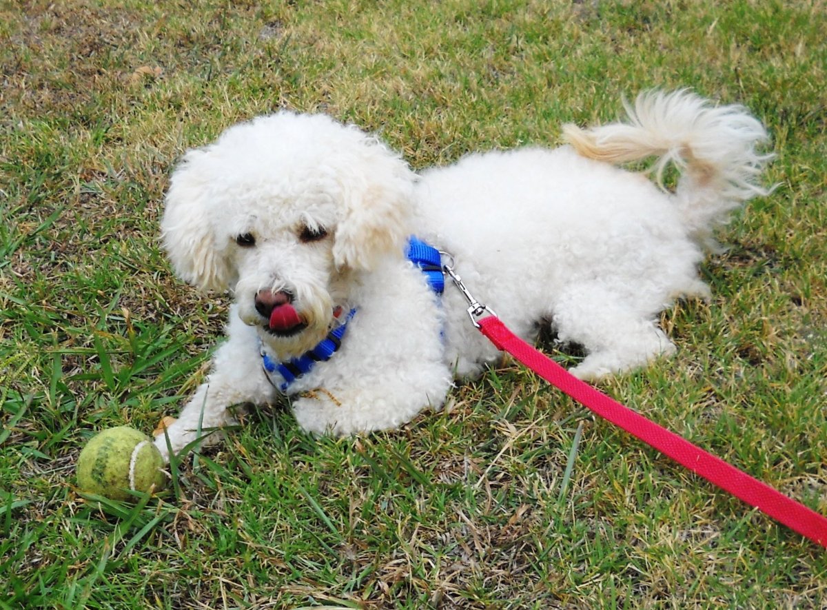 Мальтийская болонка и пудель