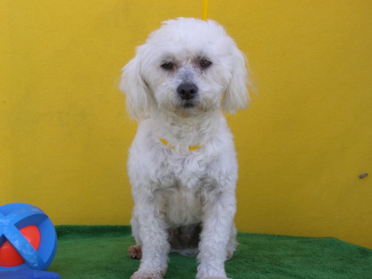 Порода мальтипу пудель
