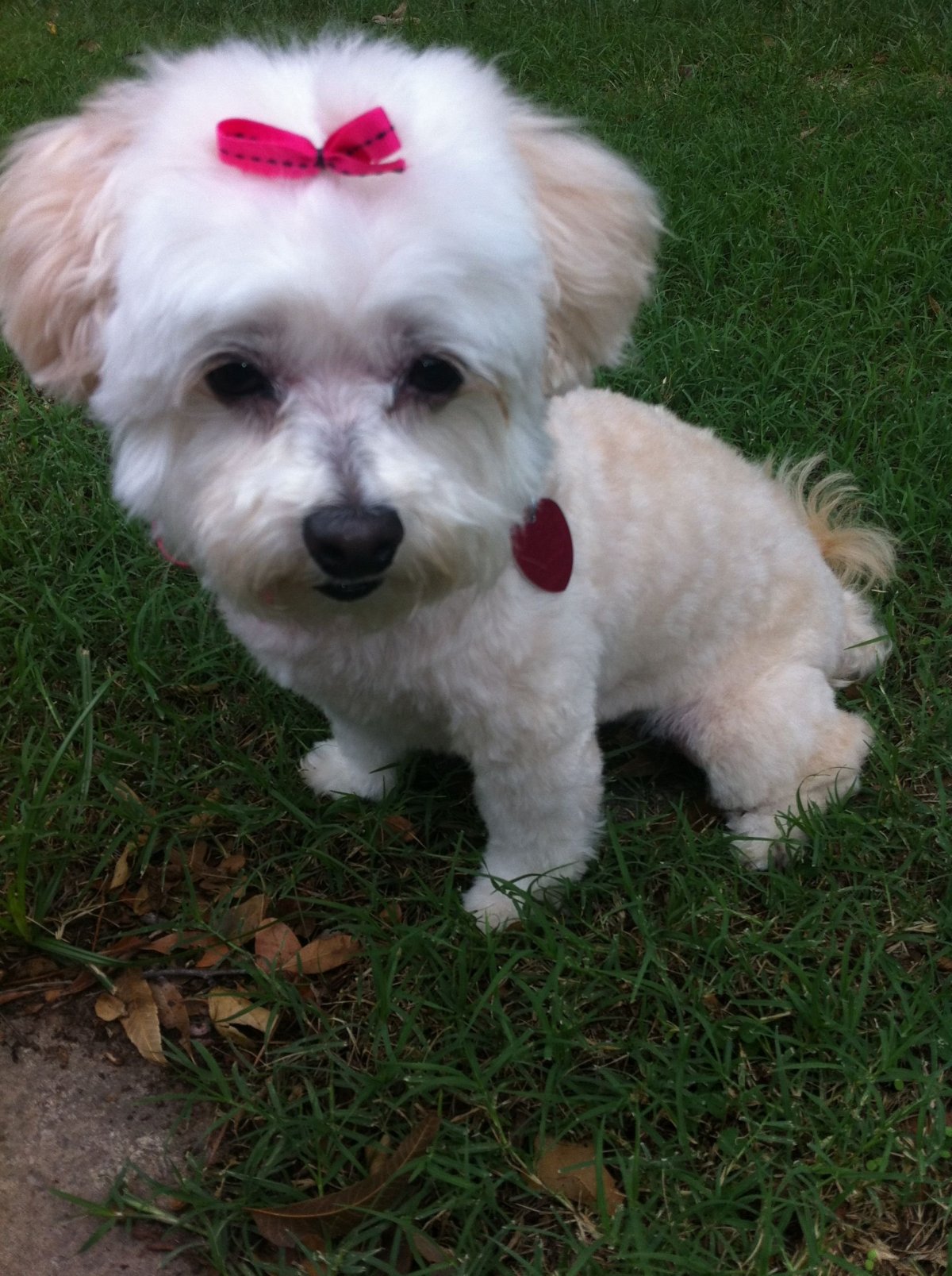 Смесь пуделя и Болонки