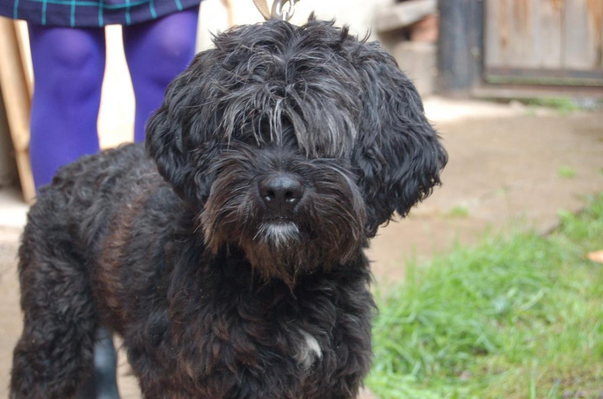 Мальтипу и пудель смесь