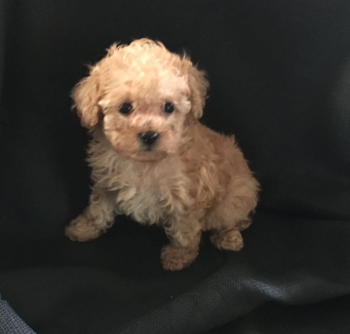 Кокапу и лабрадудль