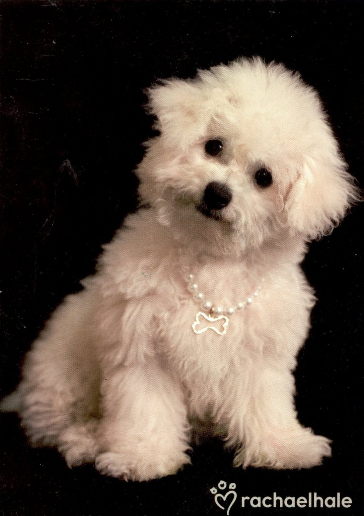 Карликовый пудель и Йоркширский терьер