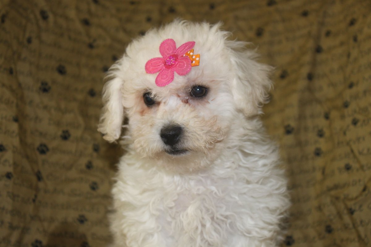 Мальтийская болонка и пудель