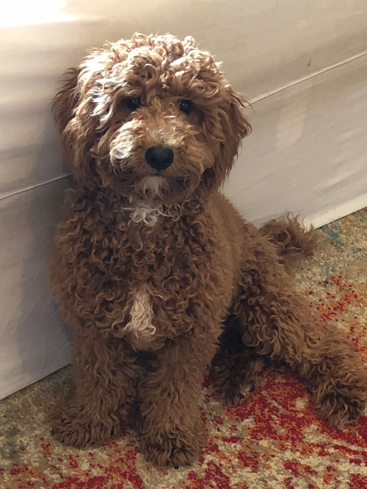 Бишон фризе мальтипу