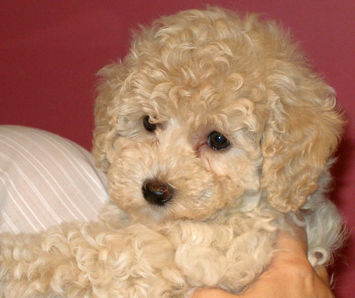 Метис пекинеса и пуделя