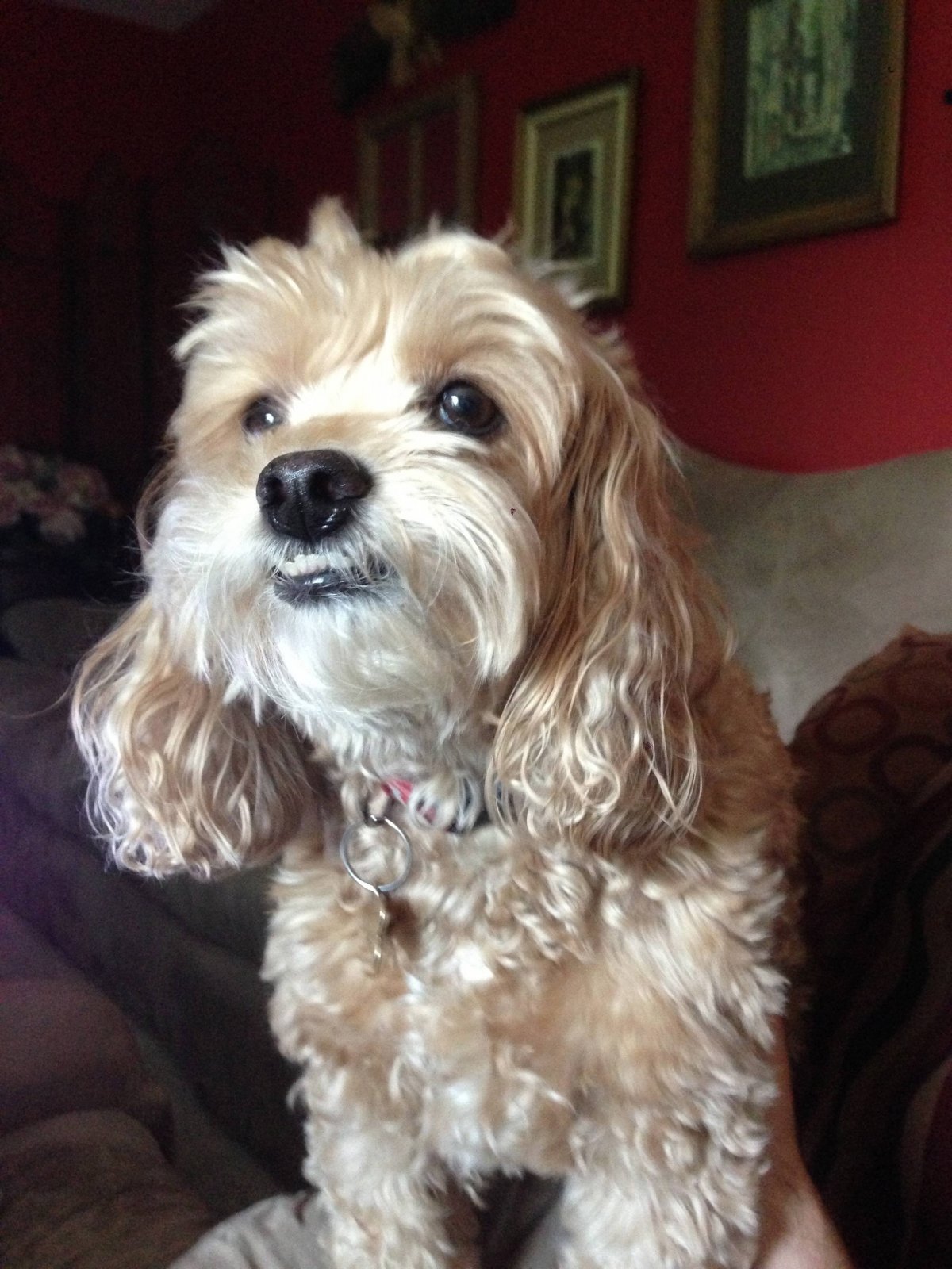 Пудель Папильон