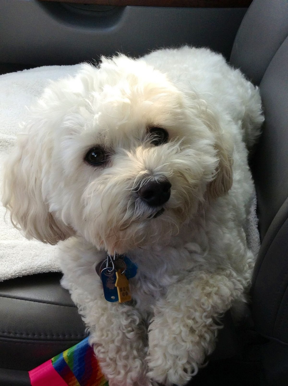 Мальтийская болонка мальтипу