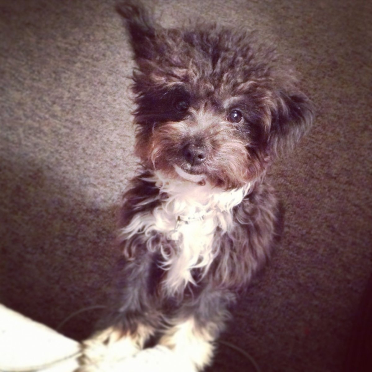 Метис пуделя