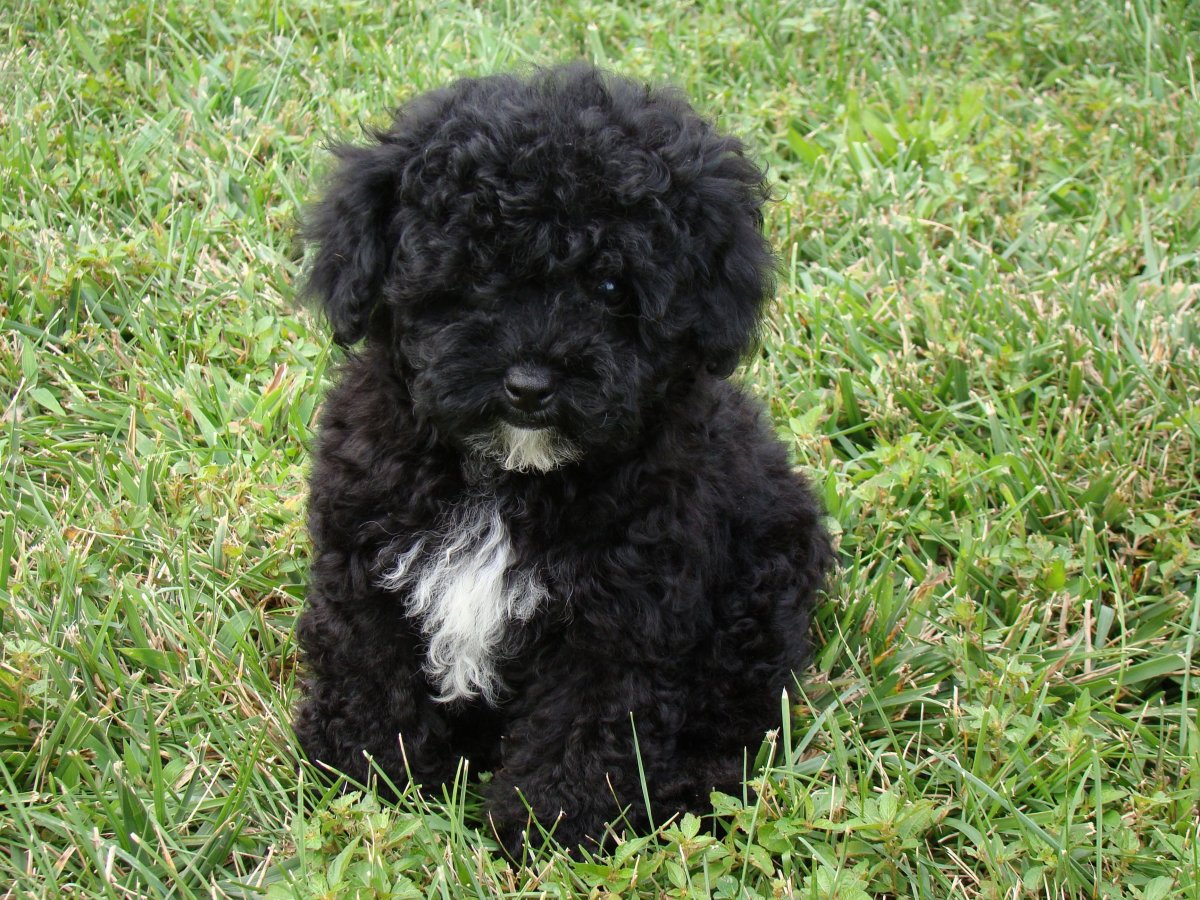 Кокер-пудель кокапу черный