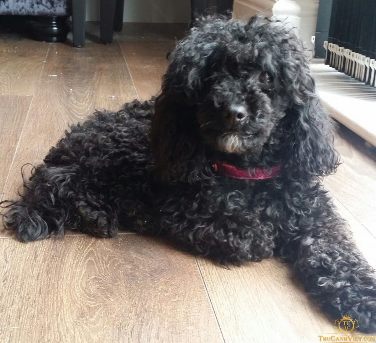 Болонка Бишон фризе