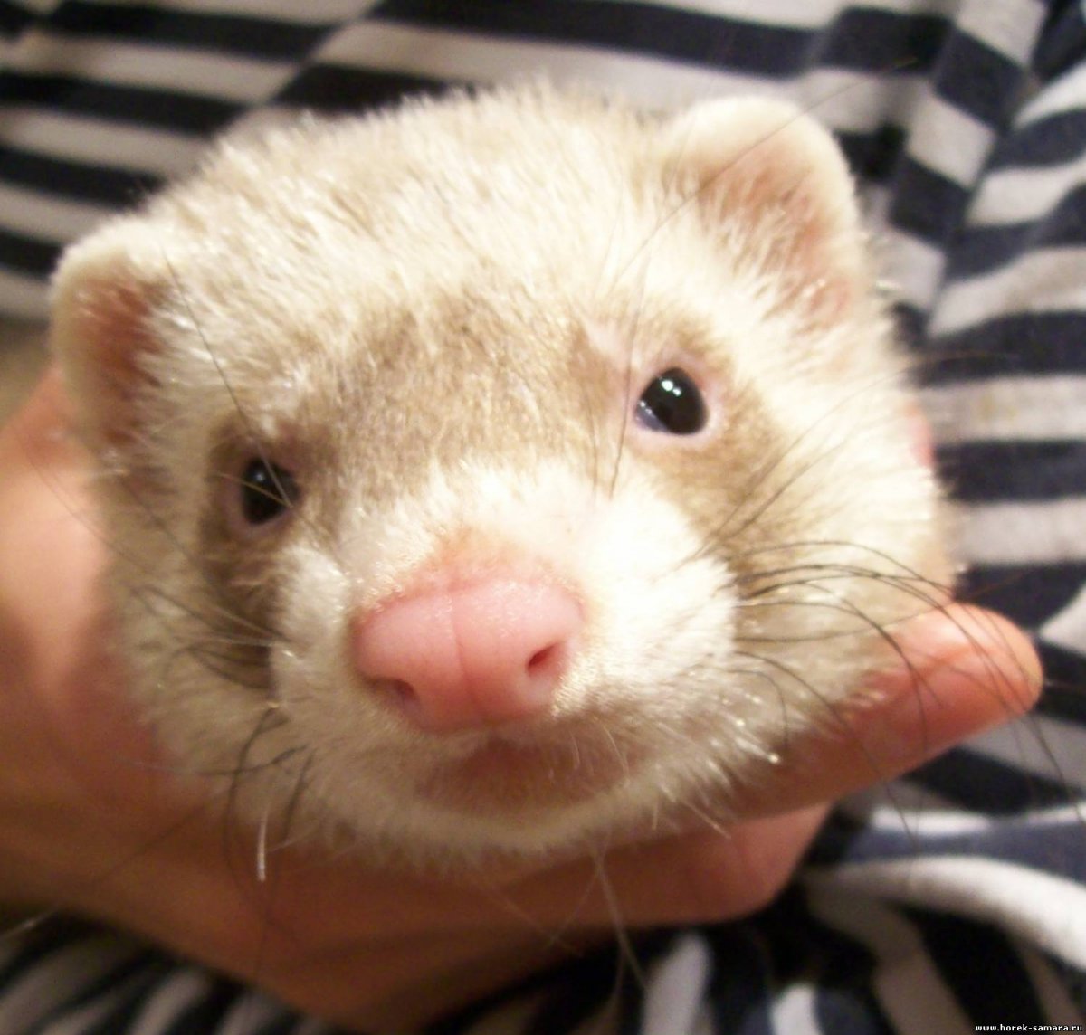 Декоративный хорек фретка