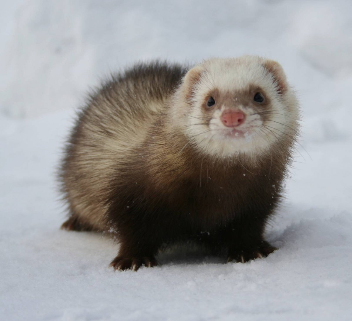 Сибирский хорек