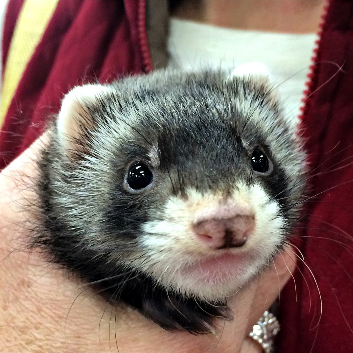 Хорек моется