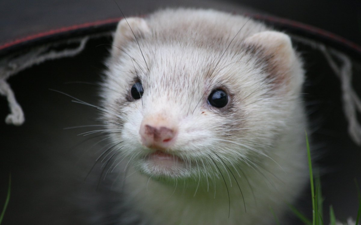 Хорёк Хонорик щенки