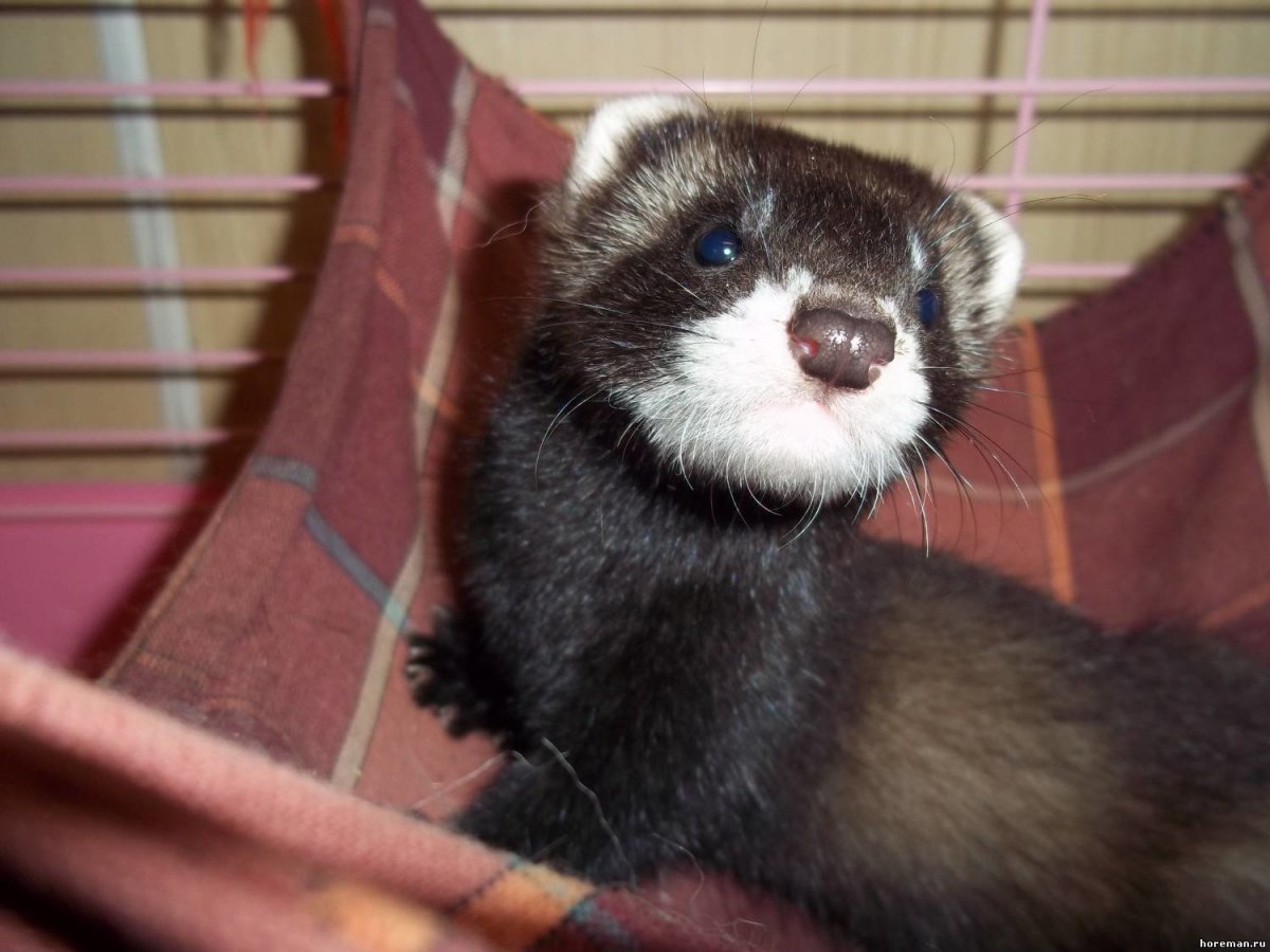 Удивленный хорек