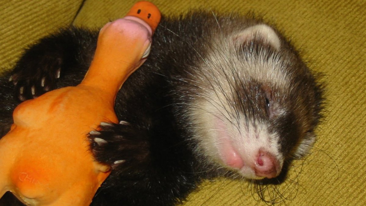 Европейская норка, барсук