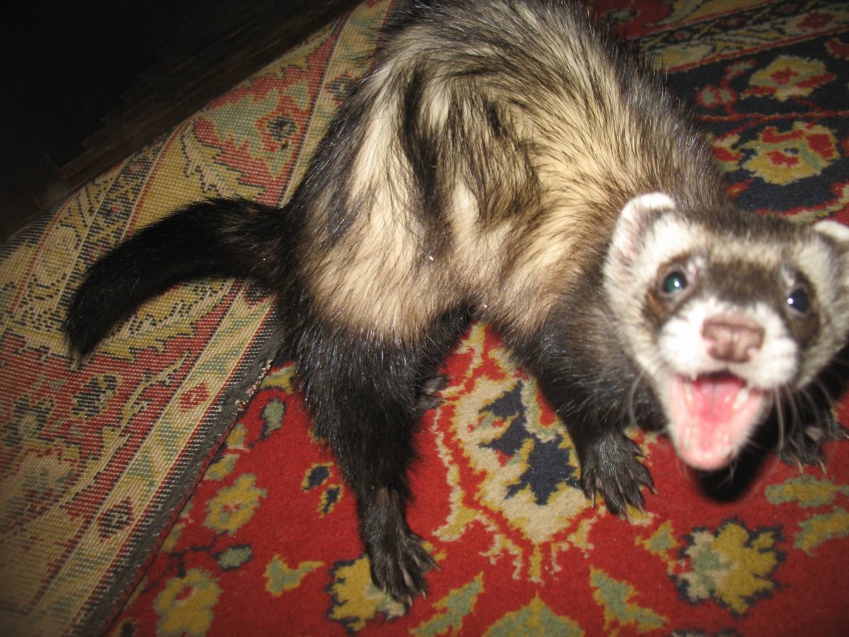 Донской хорек