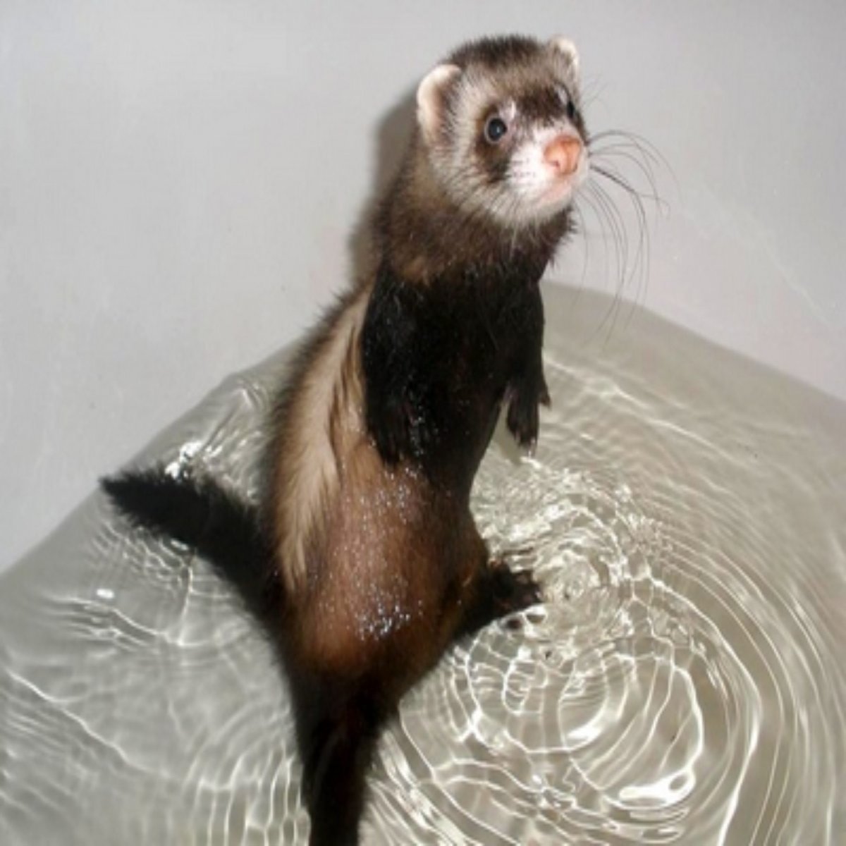 Хонорик белый