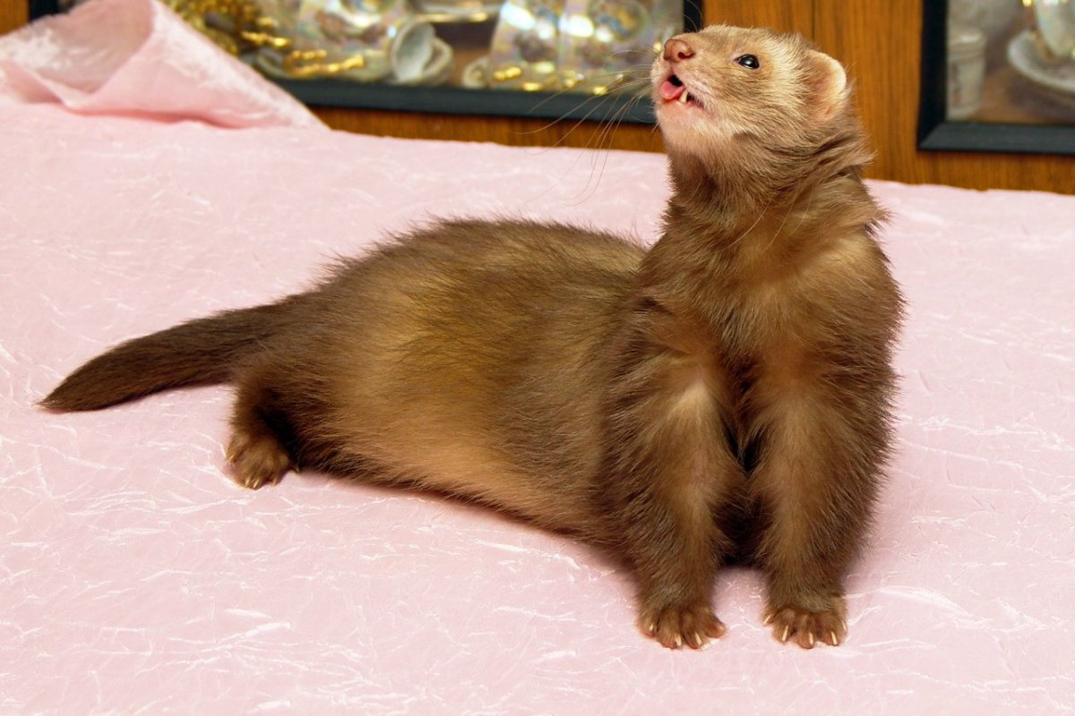 Карликовые хорьки