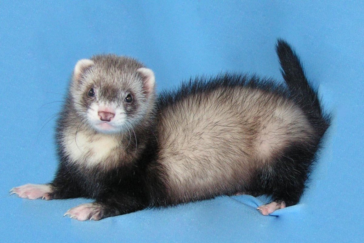 Хорек фретка 4