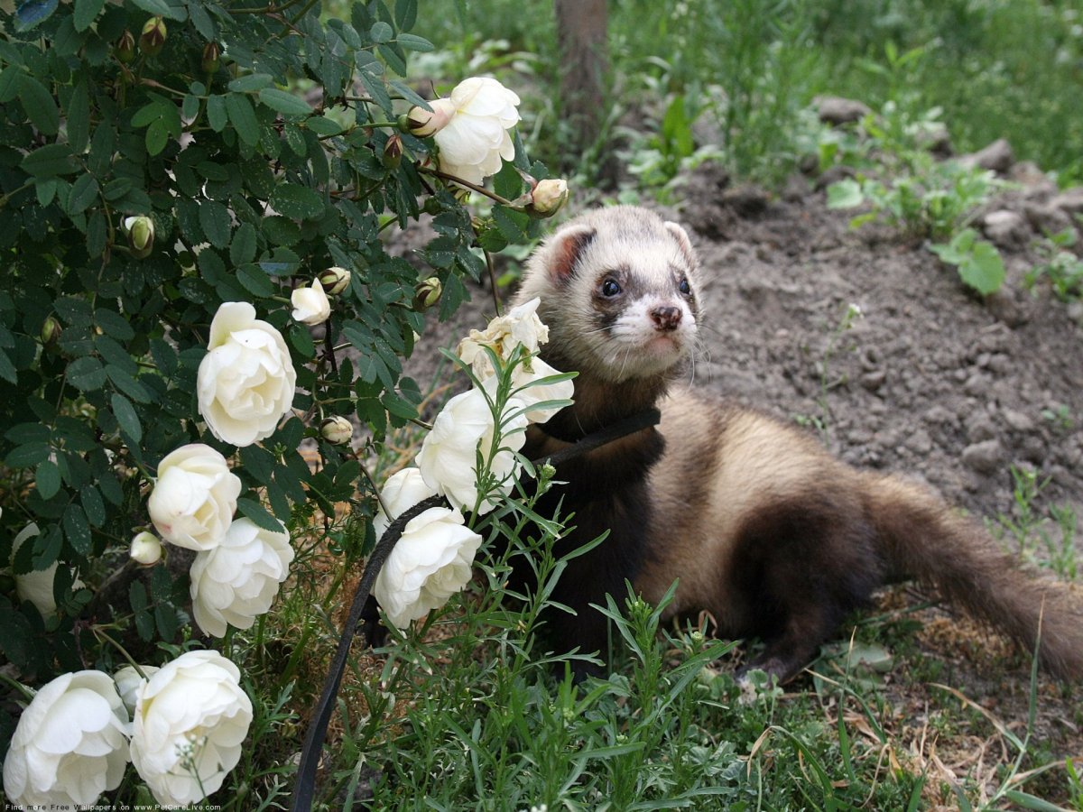 Фретка самец