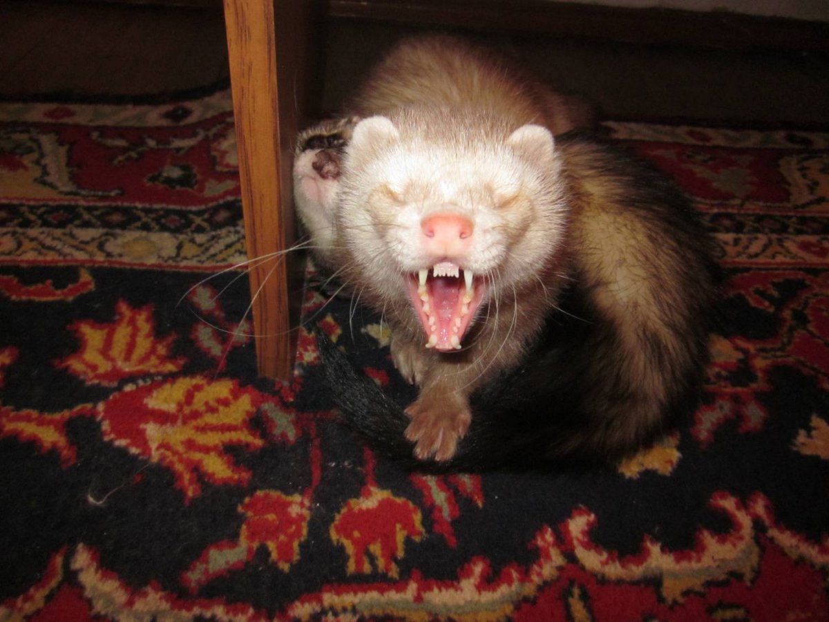 Хорек Степной шоколадный