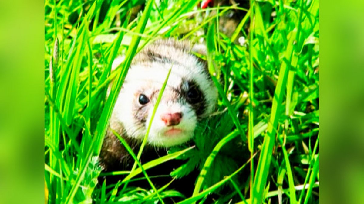 Фретка Хонорик хорёк