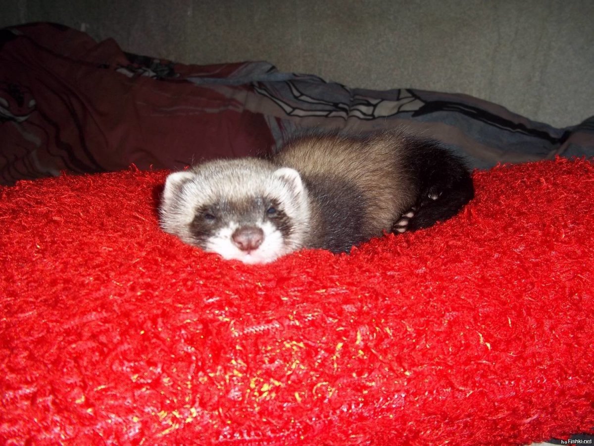 Хонорик белый